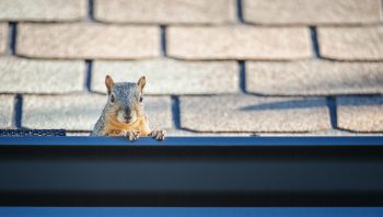 gutter contractor beaverton